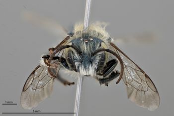 Media type: image;   Entomology 610958 Aspect: head frontal view